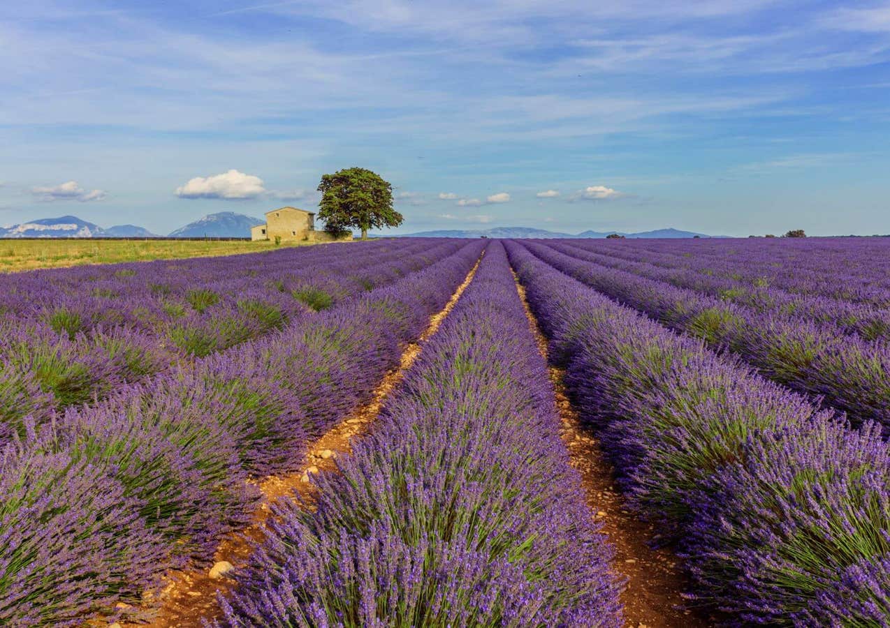 Valensole